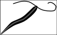 Tail Sketch